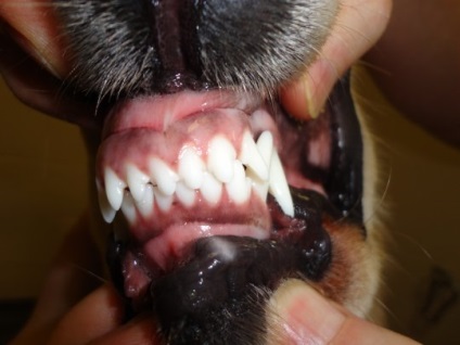 Stomatologie pentru animale este la fel de importantă ca și pentru noi, articolul (de-a lungul liniei gingivale) Stomatologie pentru animale este la fel de important cum este pentru noi, articolul
