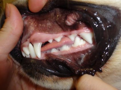 Stomatologie pentru animale este la fel de importantă ca și pentru noi, articolul (de-a lungul liniei gingivale) Stomatologie pentru animale este la fel de important cum este pentru noi, articolul
