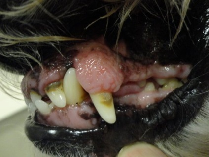 Stomatologie pentru animale este la fel de importantă ca și pentru noi, articolul (de-a lungul liniei gingivale) Stomatologie pentru animale este la fel de important cum este pentru noi, articolul