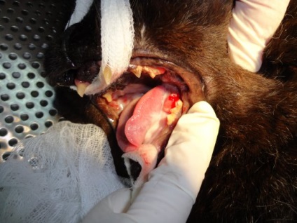 Stomatologie pentru animale este la fel de importantă ca și pentru noi, articolul (animale) Stomatologie pentru animale este la fel de important cum este pentru noi, articolul