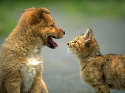 Stomatologie pentru animale este la fel de importantă ca și pentru noi, articolul (de-a lungul liniei gingivale) Stomatologie pentru animale este la fel de important cum este pentru noi, articolul