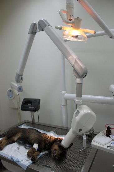 Stomatologie pentru animale este la fel de importantă ca și pentru noi, articolul (de-a lungul liniei gingivale) Stomatologie pentru animale este la fel de important cum este pentru noi, articolul
