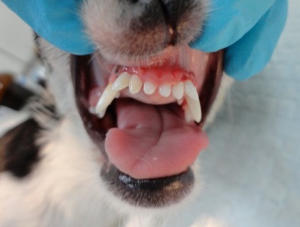 Stomatologie pentru animale este la fel de importantă ca și pentru noi, articolul (animale) Stomatologie pentru animale este la fel de important cum este pentru noi, articolul