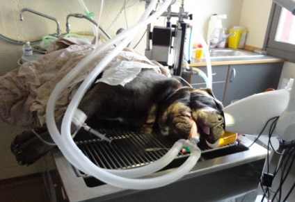Stomatologie pentru animale este la fel de importantă ca și pentru noi, articolul (animale) Stomatologie pentru animale este la fel de important cum este pentru noi, articolul