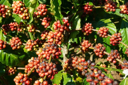 Țări - producători de cafea (cafea) Țări - cafetiere