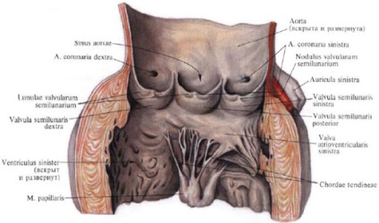 Structura peretelui inimii - aceasta (inima) Structura peretelui inimii - este