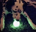 Glow jucării pentru câini (câini) Glow jucării pentru câini