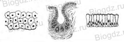 Țesuturi și organe (Biologie Workbook) Țesuturi și organe