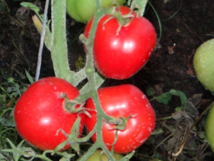 Tomate Descrierea și caracterizarea Dubrava, reproducere, îngrijire și foto (tomate) Descrierea și caracterizarea de tomate Dubrava, de reproducere, de îngrijire și fotografie