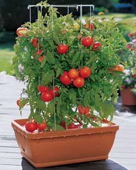 Tomate Dúbrava clienți (comentarii) comentarii tomate Dubrava