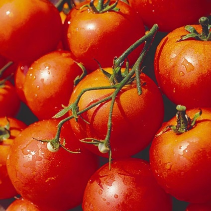 Caracterizarea și descrierea soiului de tomate Dubrava, feedback-ul care a plantat, foto, randamentele de tomate (tomate) Caracterizarea și descrierea soiului de tomate Dubrava, feedback-ul care a plantat, fotografie, randamentele de tomate,