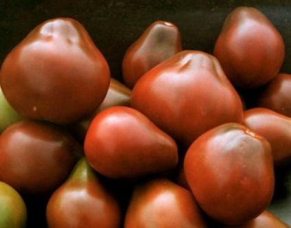 soiuri de tomate Descrierea pere (pere) Pear descriere soiuri de tomate