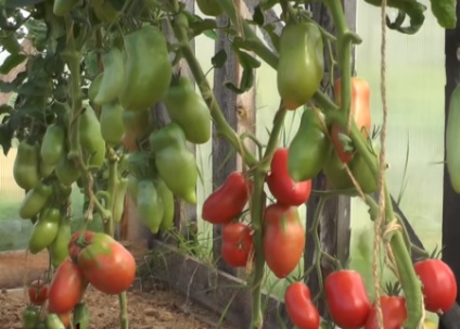 Tomate soiuri de pere Descriere (proprietăți gust excelent) Pear descriere soiuri de tomate