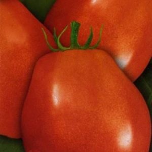 varietate de tomate descriere perry, caracteristici și evaluări (cidru) soiuri de tomate de descriere cidru, caracteristici și recenzii