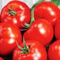 Tomate Tomate „Sanka“