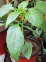 Tomate Tomate „Sanka“