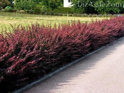 Top 5 arbori și arbuști cu frunze roșii (arbuști) Top 5 arbori și arbuști cu frunze roșii