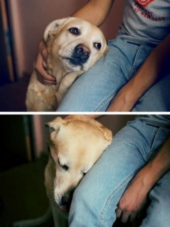 Dog Fricos (câine lașitate) câine lașitate