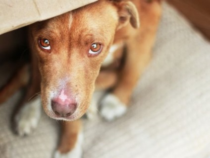 Dog Fricos (câine lașitate) câine lașitate