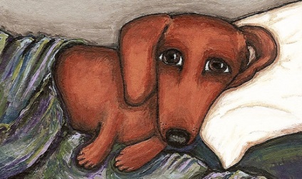 Urechile Teckel-9 (shake cărți de urechi) Urechile Dachshund-9