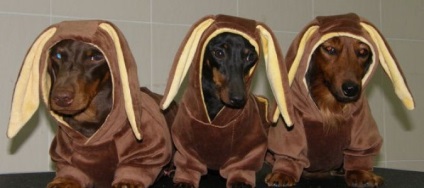 Urechile Dachshund-9 (scutură din cap zgariere) Urechile Dachshund-9