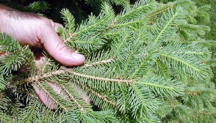 Îngrijire și plantarea de molid cum să aibă grijă și hrăni molid canadian (de ingrijire) Îngrijire și plantarea de molid cum să aibă grijă și hrăni molid canadian
