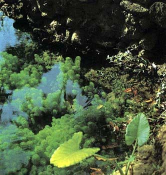 Grija pentru plante acvatice (plutirea in acvariu) Grija pentru plante acvatice