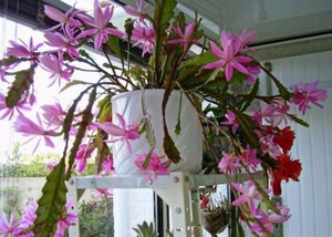 Îngrijire la domiciliu Epiphyllum (lumina directă a soarelui) Îngrijire la domiciliu Epiphyllum