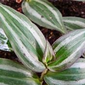 cameră Îngrijire Tradescantia (plante de interior) camera de îngrijire Tradescantia