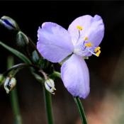 camera de îngrijire Tradescantia (sfaturi generale) camera de îngrijire Tradescantia