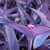 camera de îngrijire Tradescantia