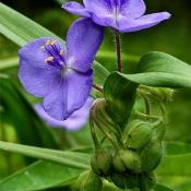 camera de îngrijire Tradescantia (camera de îngrijire Tradescantia) camera de îngrijire Tradescantia