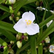camera de îngrijire Tradescantia (camera de îngrijire Tradescantia) camera de îngrijire Tradescantia