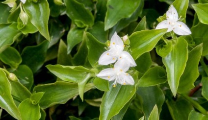 camera de îngrijire Tradescantia (fin) camera de îngrijire Tradescantia