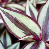 cameră Îngrijire Tradescantia (cameră uscat fierbinte) camera de îngrijire Tradescantia