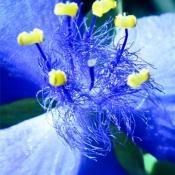 camera de îngrijire Tradescantia (foarte usor de propagat) camera de îngrijire Tradescantia