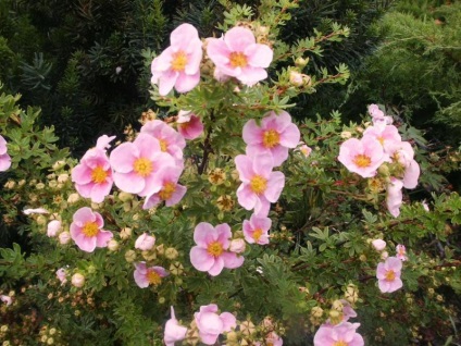 Îngrijire shrubby cinquefoil - cultivare, plantare, tăierea și udare (îngrijire) Îngrijire shrubby cinquefoil - cultivare, plantare, tăiere și udare