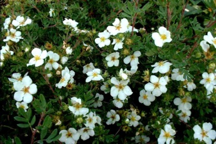 Îngrijire shrubby cinquefoil - cultivare, plantare, tăierea și udare (îngrijire) Îngrijire shrubby cinquefoil - cultivare, plantare, tăiere și udare