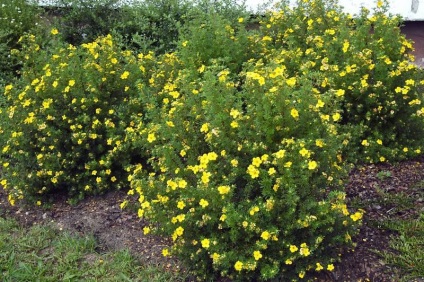 Îngrijire shrubby cinquefoil - cultivare, plantare, tăierea și udare (Potentilla) Îngrijire shrubby cinquefoil - cultivare, plantare, tăiere și udare