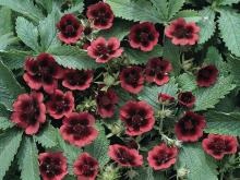 Îngrijire shrubby cinquefoil - cultivare, plantare, tăierea și udare (Potentilla) Îngrijire shrubby cinquefoil - cultivare, plantare, tăiere și udare
