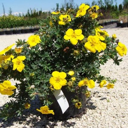 Îngrijire shrubby cinquefoil - cultivare, plantare, tăierea și udare (îngrijire) Îngrijire shrubby cinquefoil - cultivare, plantare, tăiere și udare