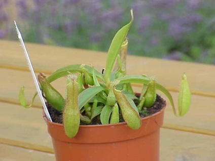 Grija pentru plantele carnivore (de ingrijire) Grija pentru plantele carnivore