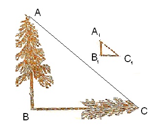 Aflați înălțimea copac de umbra (umbra) Aflați înălțimea arborelui umbra
