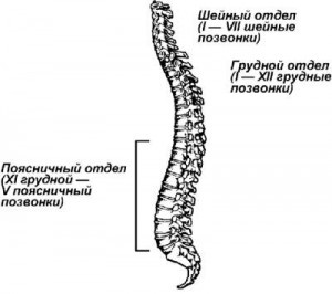 defecte Uzurativnye SHmorlja (defecte uzurativnye SHmorlja) defecte Uzurativnye SHmorlja
