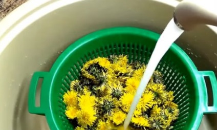 păpădie Jam (blocaj) Blocaj de păpădia