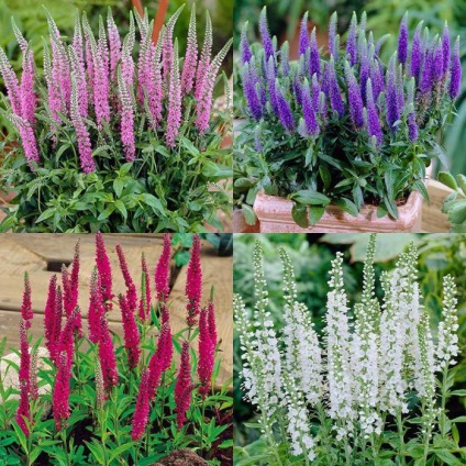 Veronica spicata (spikelet) descriere, plantare, îngrijire, utilizate în medicina populară (spikelet) Veronica spicata (spikelet) descriere, plantare, îngrijire, utilizate în medicina populară