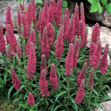 Veronica spicata (spikelet) descriere, plantare, îngrijire, utilizate în medicina populară (Veronica) Veronica spicata (spikelet) descriere, plantare, îngrijire, utilizate în medicina populară