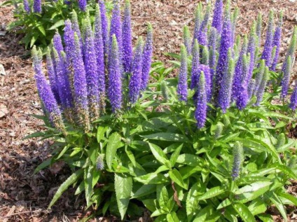 Veronica spicata (spikelet) descriere, plantare, îngrijire, utilizate în medicina populară (descriere) Veronica spicata (spikelet) descriere, plantare, îngrijire, utilizate în medicina populară