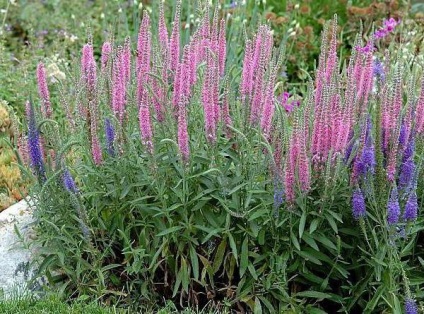 Veronica spicata (spikelet) descriere, plantare, îngrijire, utilizate în medicina populară (spikelet) Veronica spicata (spikelet) descriere, plantare, îngrijire, utilizate în medicina populară