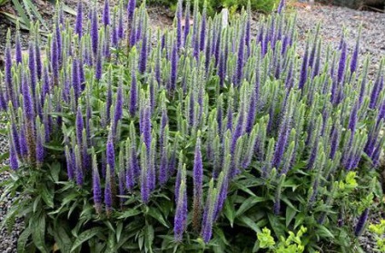 Veronica spicata (spikelet) descriere, plantare, îngrijire, utilizate în medicina populară (descriere) Veronica spicata (spikelet) descriere, plantare, îngrijire, utilizate în medicina populară